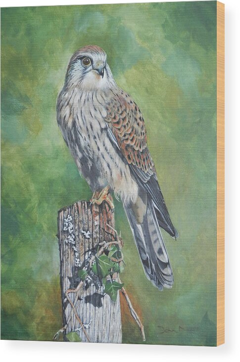 Kestrel Wood Print featuring the painting A Perched Kestrel by John Neeve