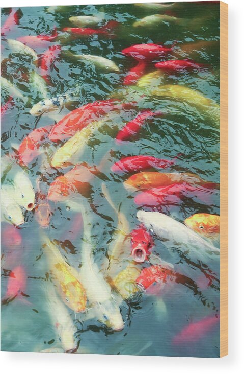Water Wood Print featuring the photograph A Pond of Common Carp, or Koi, Cyprinus carpio by Derrick Neill