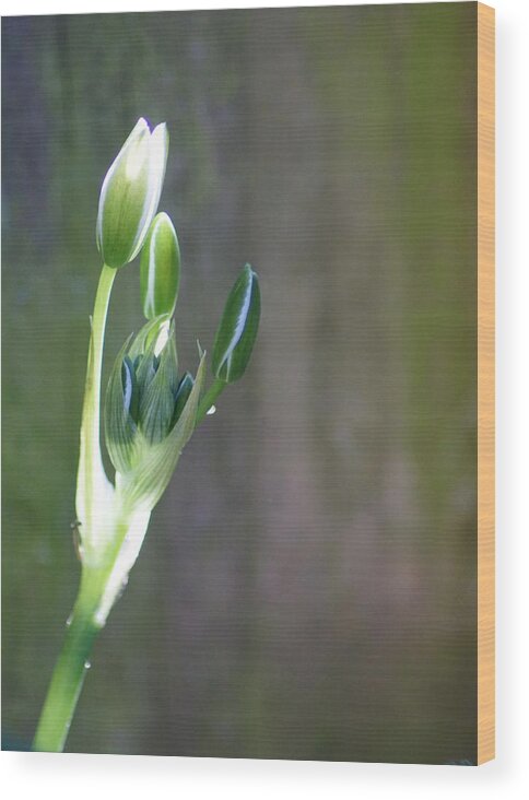 Nature Wood Print featuring the photograph A Pretty Flower To Be by Jolly Van der Velden
