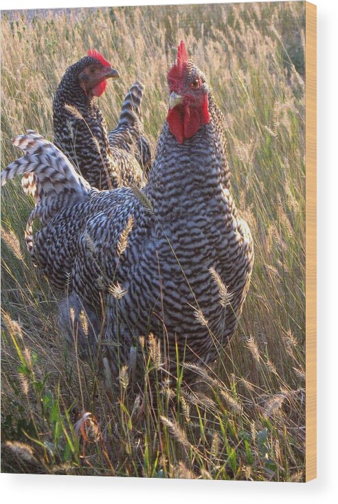 Rooster Wood Print featuring the photograph Barred Rock Rooster and Hen by Katie Keenan
