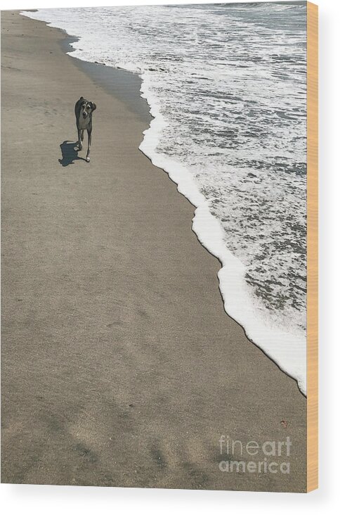 Dog Wood Print featuring the photograph Beach Dog by Diana Rajala
