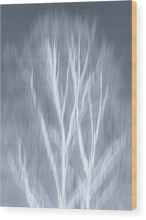 Birch Wood Print featuring the photograph Birch abstract by Brad Bellisle