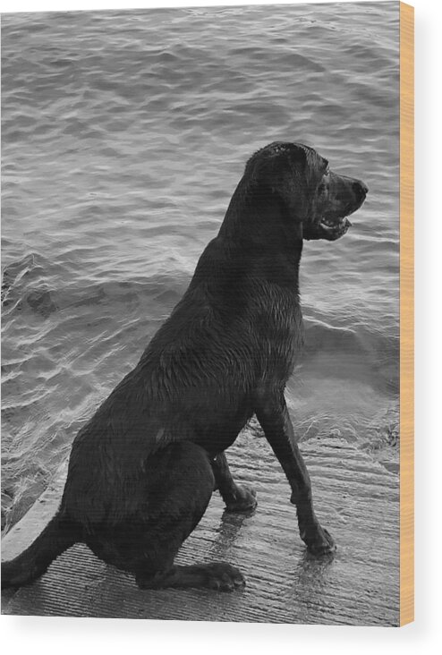 Black Labrador Wood Print featuring the photograph Black Labrador Retriever Dog by Rachelle Stracke
