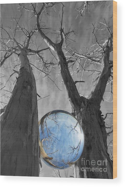 Trees Wood Print featuring the photograph Blue Skies by Diana Rajala