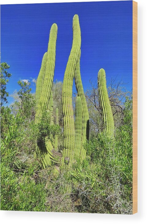 Icon Wood Print featuring the photograph Cactus Sway by Judy Kennedy