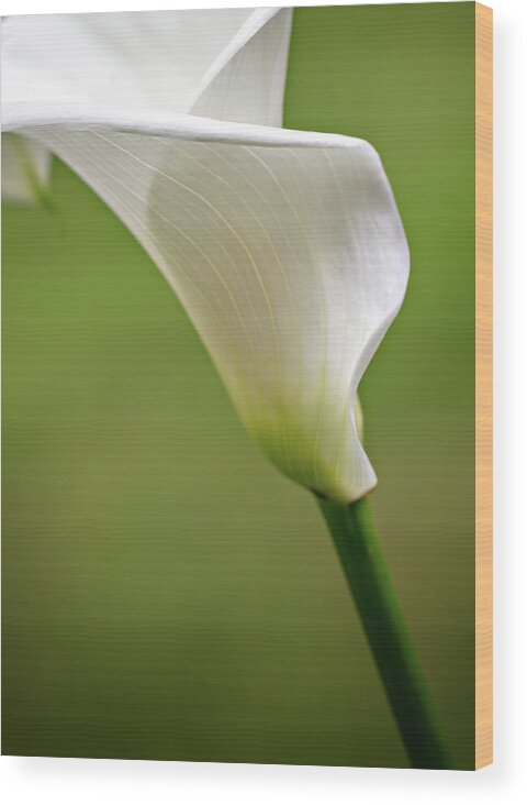  Wood Print featuring the photograph Calla by Mary Jo Allen