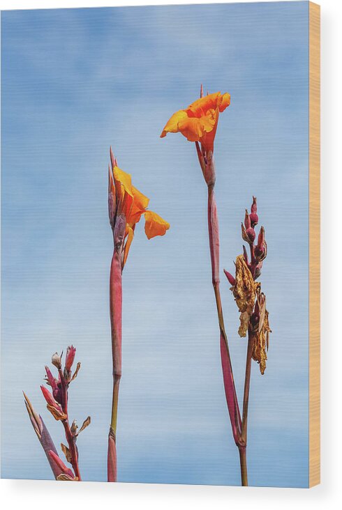 Canna Lily Wood Print featuring the photograph Canna Lily by Cate Franklyn