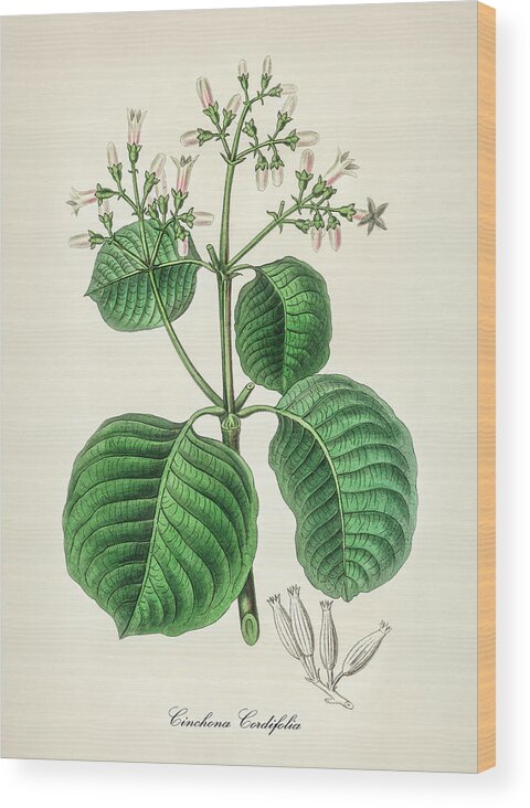 Cinchona Cordifolia Wood Print featuring the digital art Cinchona Cordifolia - Quinine - Medical Botany - Vintage Botanical Illustration by Studio Grafiikka