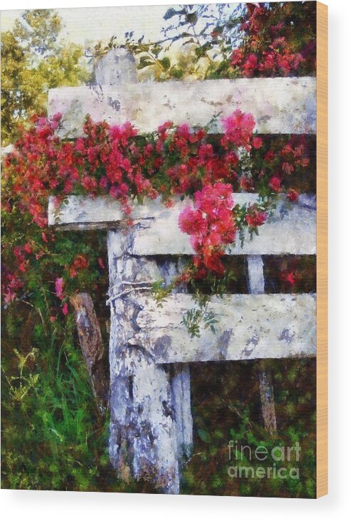 Pink Roses Wood Print featuring the photograph Country Rose on a fence 2 by Janine Riley