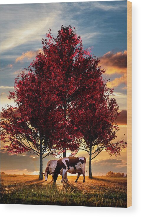 Animals Wood Print featuring the photograph Cows in Sunset Light Under the Trees by Debra and Dave Vanderlaan