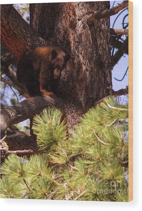 Wildlife Wood Print featuring the photograph cub with tongue out, El Dorado National Forest, California, U.S.A. by PROMedias US
