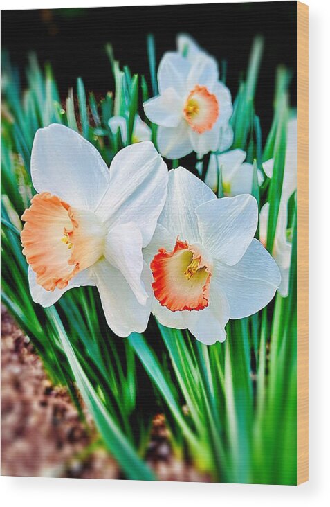 Spring Wood Print featuring the photograph Daffodils by John Anderson