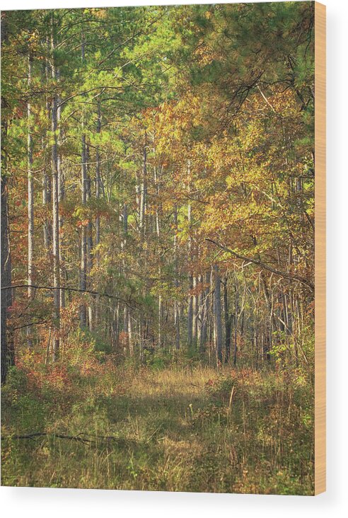 Croatan Wood Print featuring the photograph End of the Forest Road - Croatan National Forest by Bob Decker