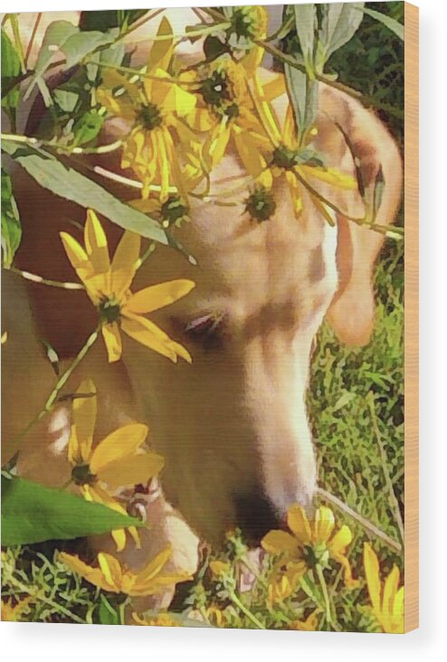 Dog Wood Print featuring the photograph Enjoying Nature by Kim Galluzzo Wozniak