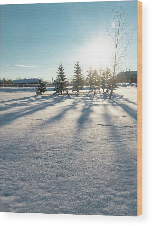Evergreen Wood Print featuring the photograph Evergreen Shadows On Snow by Karen Rispin