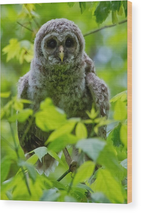Owlet Wood Print featuring the photograph First Day in the Tree by Judy Cuddehe