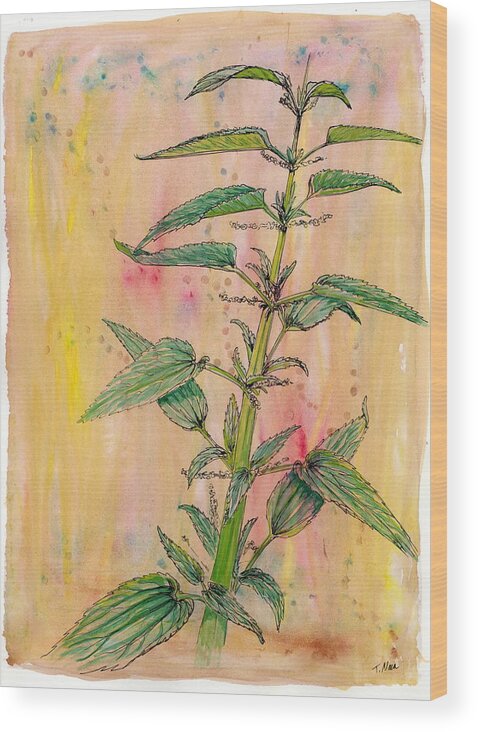Plants Wood Print featuring the drawing Forage. Stinging Nettle by Tammy Nara