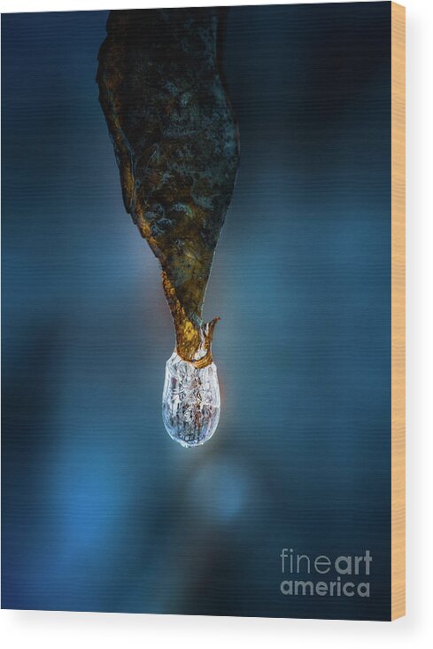 Michigan Wood Print featuring the photograph Frozen Raindrop on leaf WI10250 by Mark Graf