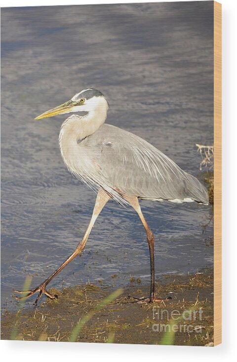 Denise Bruchman Photography Wood Print featuring the photograph Great Blue Heron Evening Stroll by Denise Bruchman