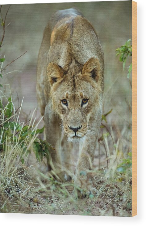 Lion Wood Print featuring the photograph Hello Kitty by Stefan Knauer