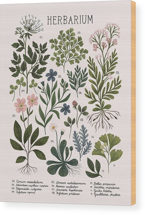 Herbarium sticker   – PLANTS HAPPY
