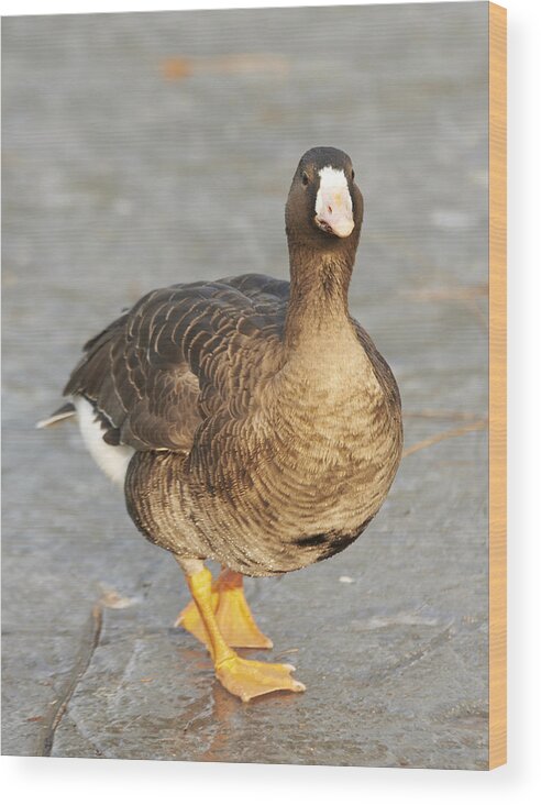 Beijing Wood Print featuring the photograph Lesser White-fronted Goose by Huanglin