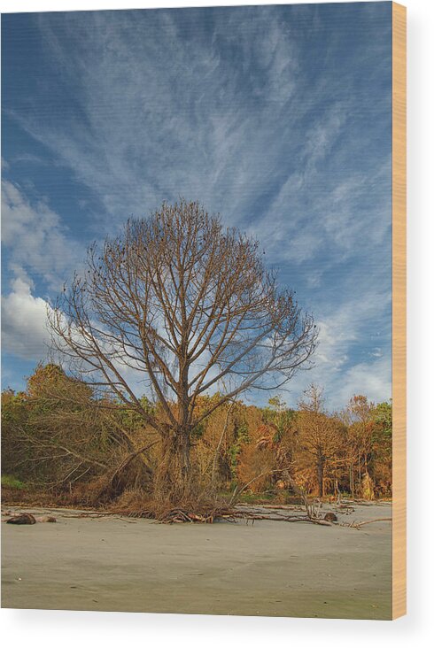 Charleston Wood Print featuring the photograph Lone Bare Tree on Edge of Beach by Darryl Brooks
