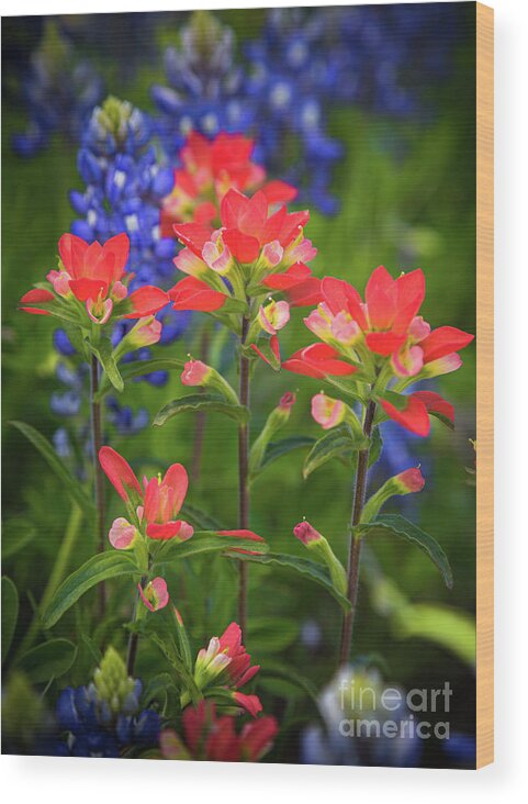 America Wood Print featuring the photograph Lone Star Blooms by Inge Johnsson