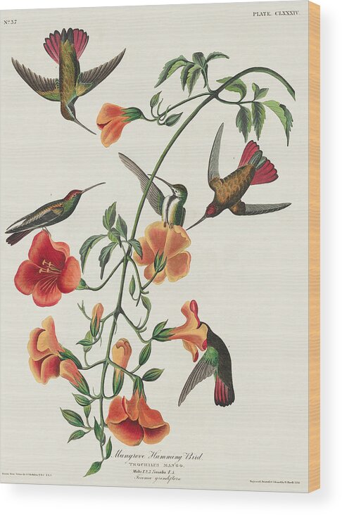 Mango Hummingbird Wood Print featuring the mixed media Mango Hummingbird. John James Audubon by World Art Collective