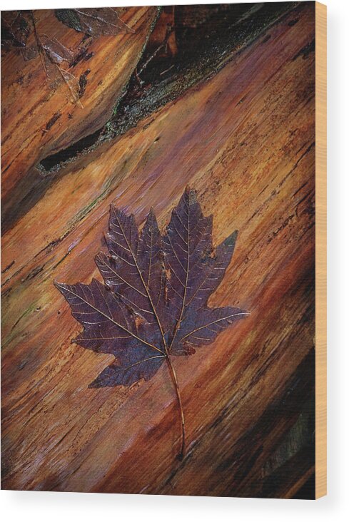 B.c. Wood Print featuring the photograph Maple Leaf by Carmen Kern
