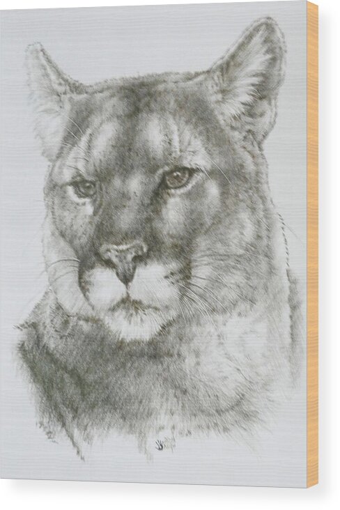 Cougar Wood Print featuring the drawing Maverick by Barbara Keith