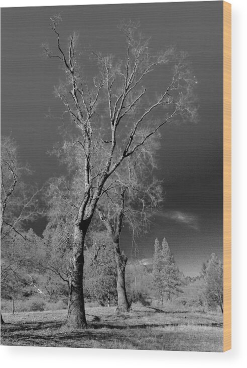 Photograph Wood Print featuring the photograph Oak Tree by Beverly Read