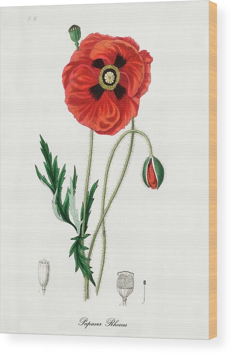 Papaver Rhoeas Wood Print featuring the digital art Papaver Rhoeas - Common Poppy - Medical Botany - Vintage Botanical Illustration by Studio Grafiikka