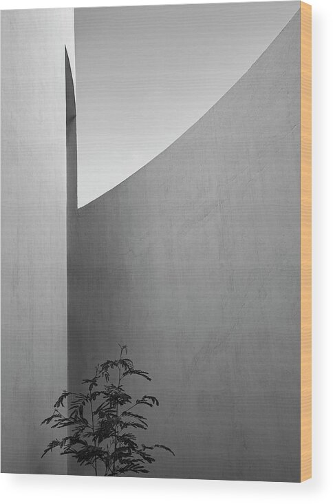 Plant Wood Print featuring the photograph Plant Vs the Curve by Prakash Ghai