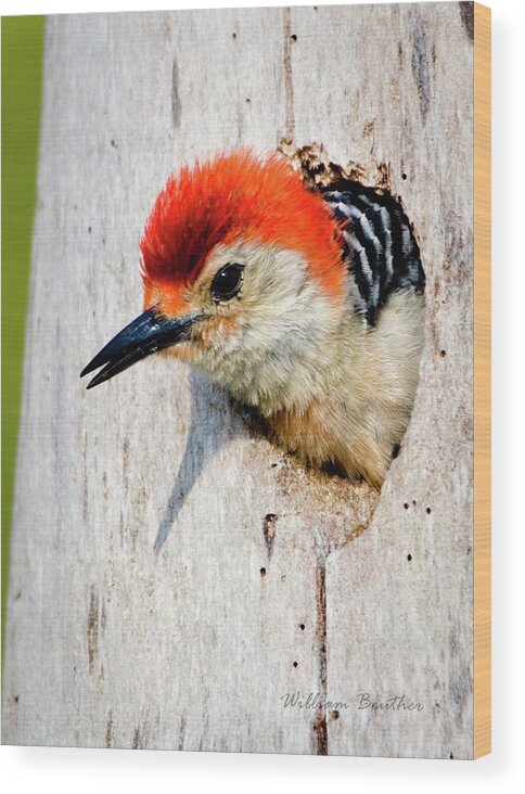 Florida Wood Print featuring the photograph Red-bellied Woodpecker II by William Beuther