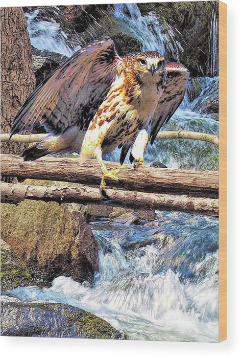 Red Tailed Hawk Wood Print featuring the digital art Red Tailed Hawk by Bearj B Photo Art