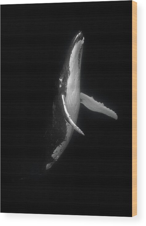 Humpback Whale Wood Print featuring the photograph Rising Humpback Whale by Max Waugh