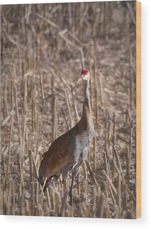Bird Wood Print featuring the photograph Sandhill Crane, Madison, Wisconsin by Steven Ralser