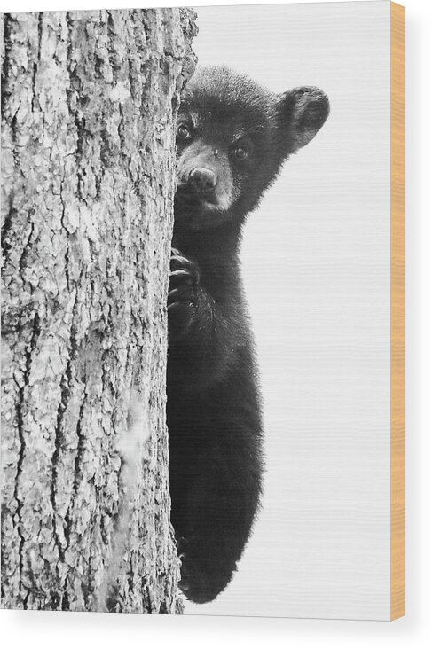 Smoky Mountain Black Bear Cub Cute Wood Print featuring the photograph Smoky Mountain Black Bear Cub Cute by Dan Sproul