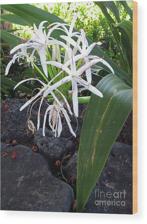 Spider Lily Wood Print featuring the photograph Spider Lily by Cindy Murphy
