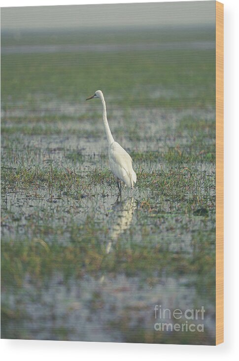 #look # Eyes #birds #feathers #eyes #color #colour #alone #white #swamp Wood Print featuring the photograph Standing Alone by Dheeraj Mutha