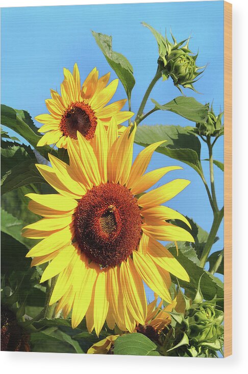 Sunflower Wood Print featuring the photograph Sunflower and Bees by Nancy Griswold