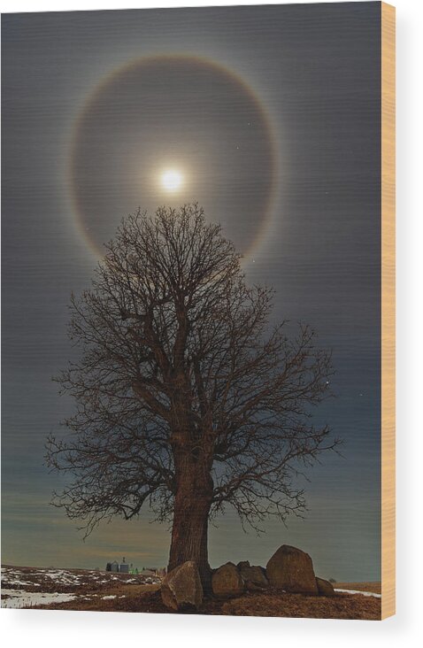 Stoughton Wood Print featuring the photograph The famous Stoughton Tornado Oak Tree with Moon Halo by Peter Herman