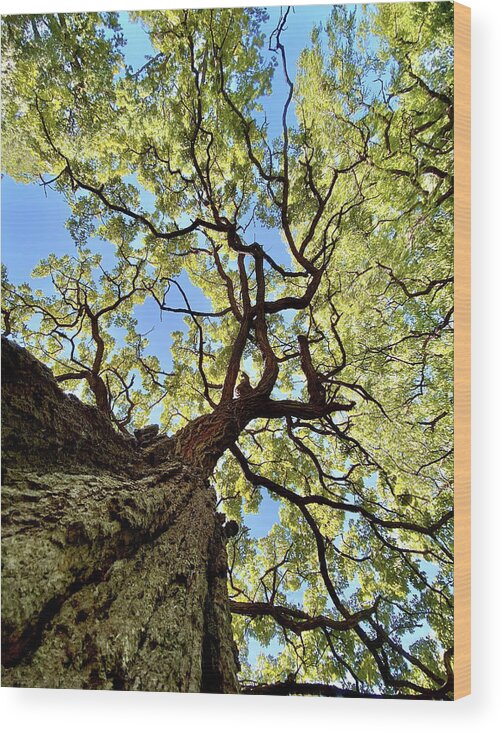 Oak Wood Print featuring the photograph Things are Looking Up - Mighty Oak in Lake Kegonsa SP - WI by Peter Herman