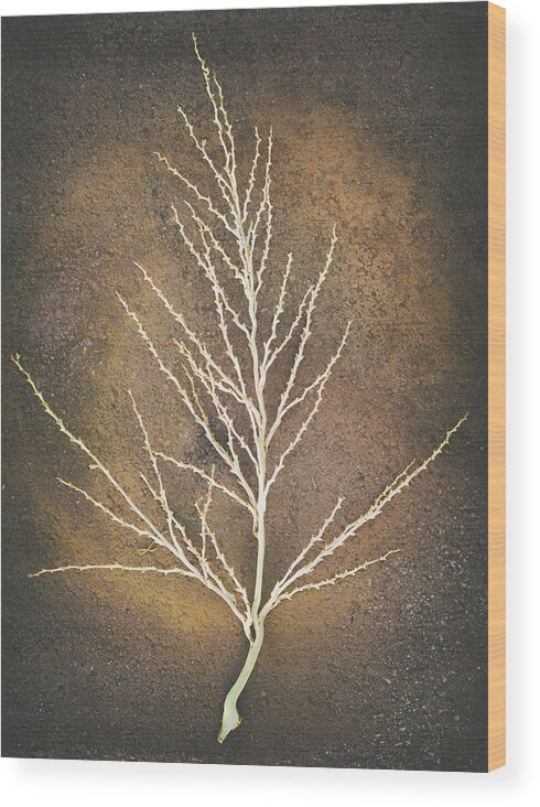 Abstract Wood Print featuring the photograph Tree Bones by Joseph Smith