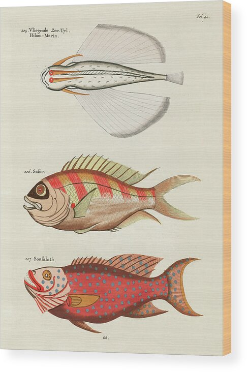 Vintage, Whimsical Fish and Marine Life Illustration by Louis