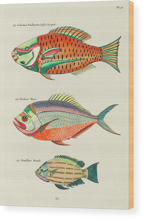 Fish Wood Print featuring the digital art Vintage, Whimsical Fish and Marine Life Illustration by Louis Renard - Poisson Peroquet, Wackum Mare by Louis Renard