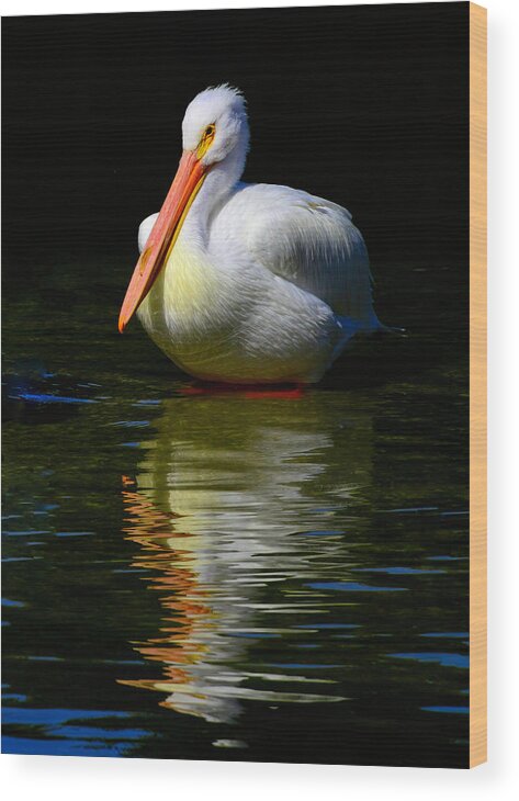 Pelican Wood Print featuring the photograph White Pelican of the Night by Alison Belsan Horton