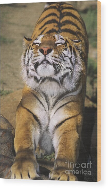 Siberian Tiger Wood Print featuring the photograph A Tough Day Siberian Tiger Endangered Species Wildlife Rescue by Dave Welling