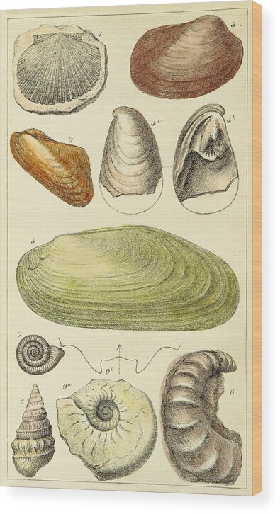 Illustration Wood Print featuring the photograph Devonian Fossils, Illustration by British Library